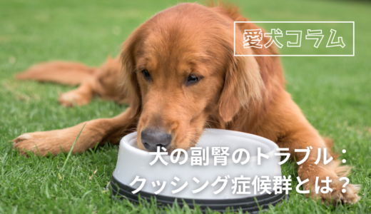 犬の副腎のトラブル：クッシング症候群とは？